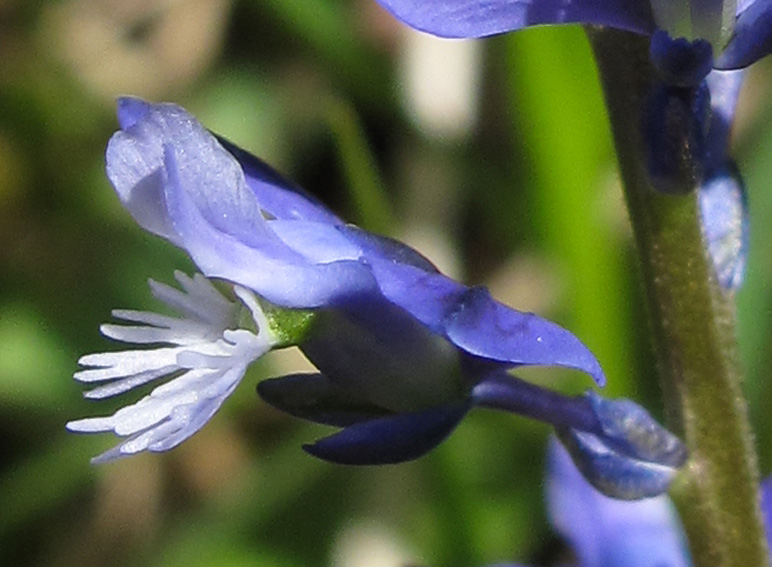 KalkKreuzblume Wikipedia